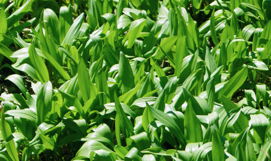 Wild Ramps